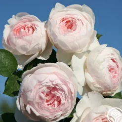 Parfuma® Earth Angel>Heirloom Roses Clearance