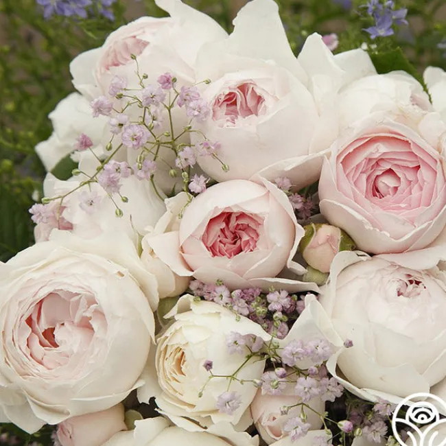 Parfuma® Earth Angel>Heirloom Roses Clearance