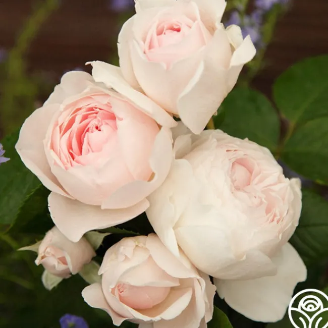 Parfuma® Earth Angel>Heirloom Roses Clearance