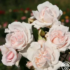 Parfuma® First Crush™>Heirloom Roses Outlet