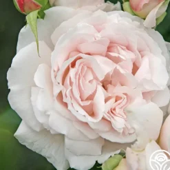 Parfuma® First Crush™>Heirloom Roses Outlet