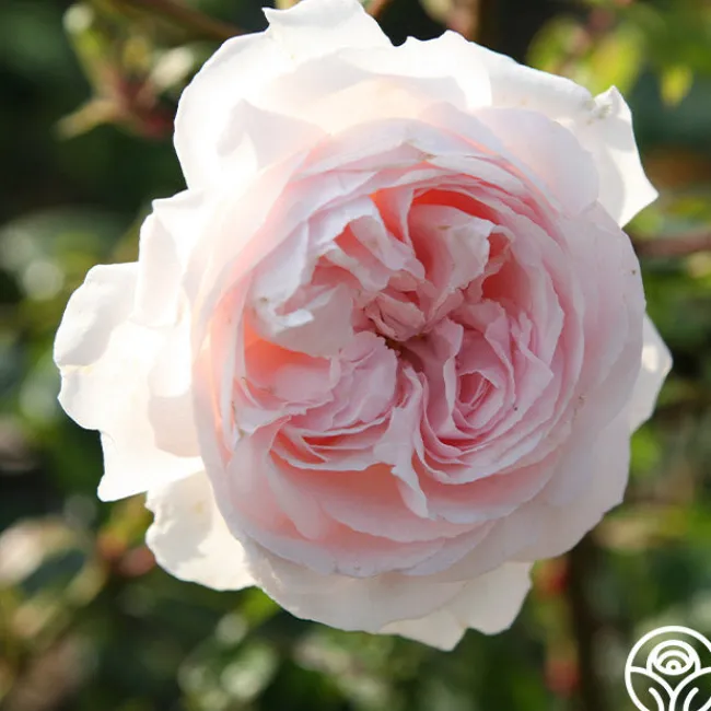 Parfuma® First Crush™>Heirloom Roses Outlet