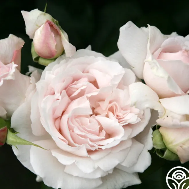 Parfuma® First Crush™>Heirloom Roses Outlet