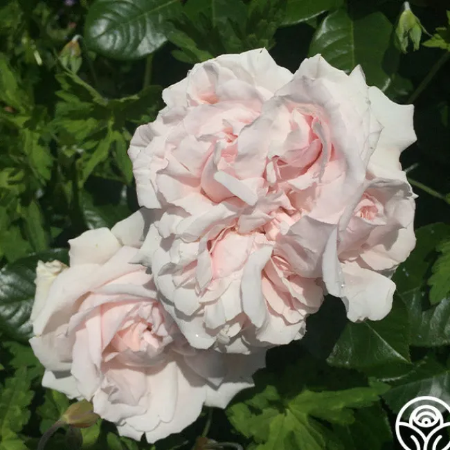 Parfuma® First Crush™>Heirloom Roses Outlet