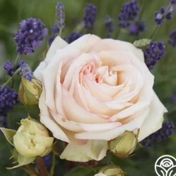 Parfuma® Madame Anisette™>Heirloom Roses Hot