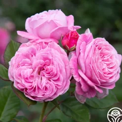 Parfuma® Summer Romance>Heirloom Roses Outlet