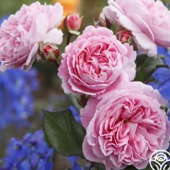 Parfuma® Summer Romance><noscript><img width=