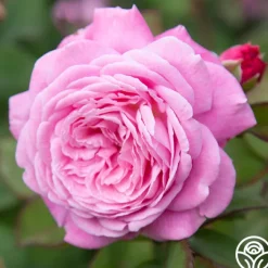 Parfuma® Summer Romance><noscript><img width=