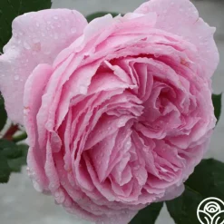 Parfuma® Summer Romance><noscript><img width=