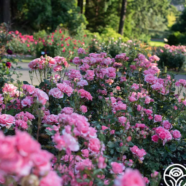 Paris de Yves St. Laurent™>Heirloom Roses Discount