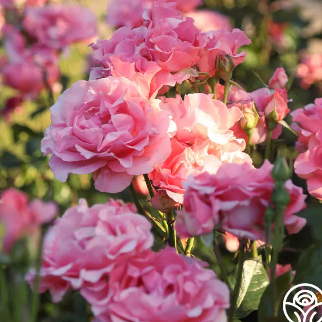 Paris de Yves St. Laurent™>Heirloom Roses Discount