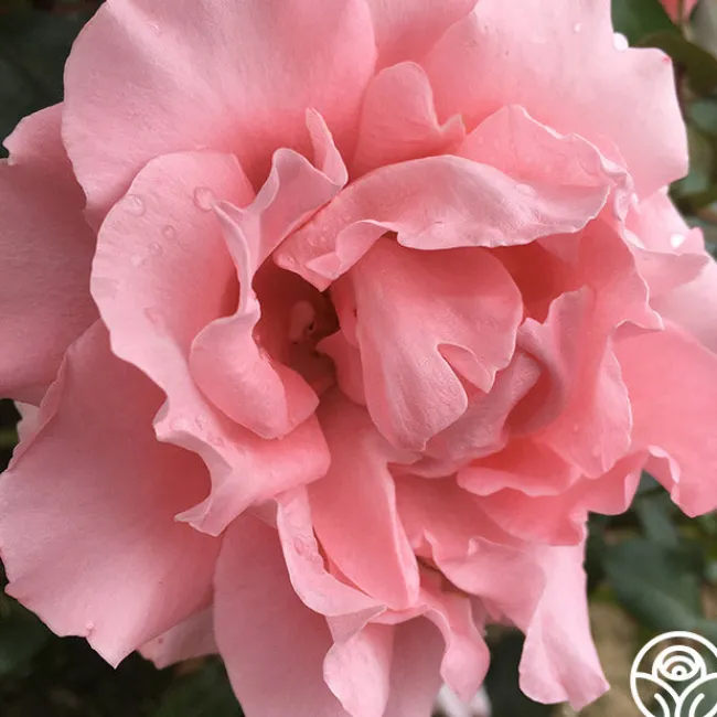 Paris de Yves St. Laurent™>Heirloom Roses Discount