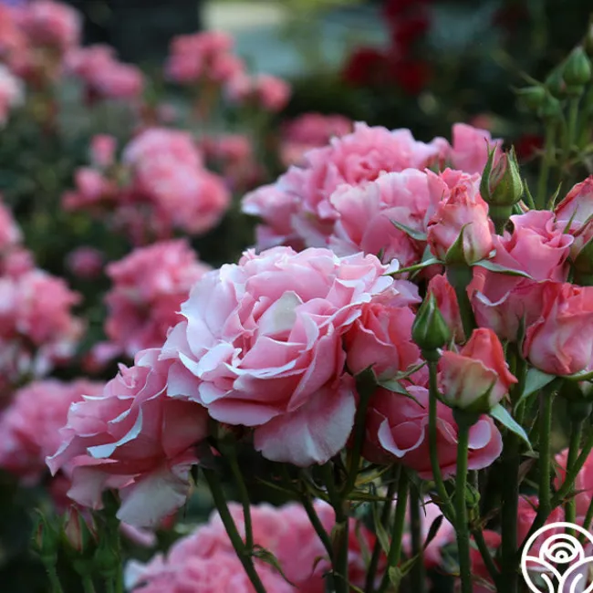 Paris de Yves St. Laurent™>Heirloom Roses Discount