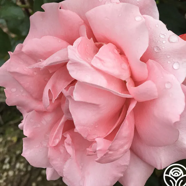 Paris de Yves St. Laurent™>Heirloom Roses Discount