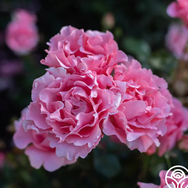 Paris de Yves St. Laurent™>Heirloom Roses Discount