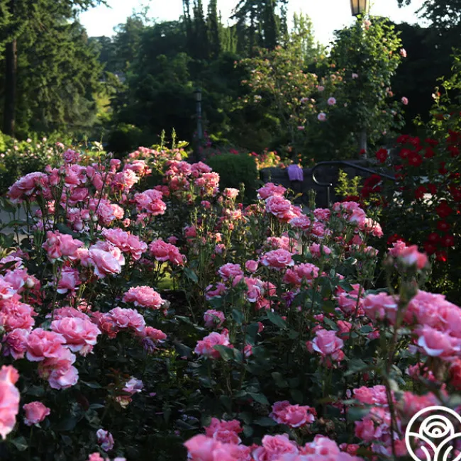 Paris de Yves St. Laurent™>Heirloom Roses Discount