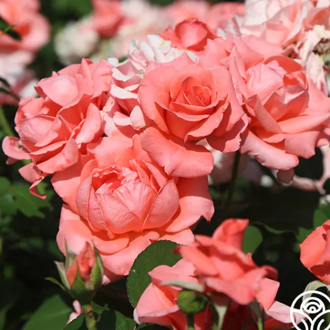 Paris de Yves St. Laurent™>Heirloom Roses Discount