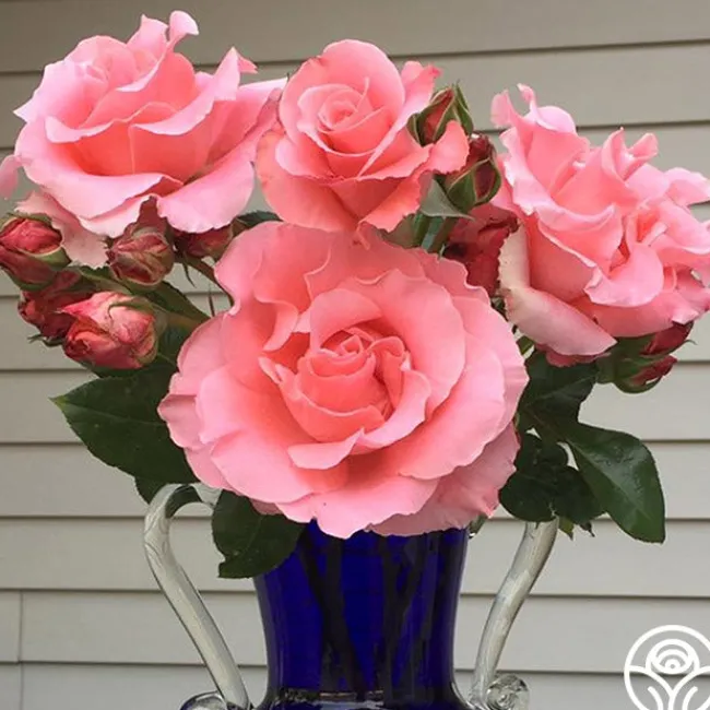 Paris de Yves St. Laurent™>Heirloom Roses Discount