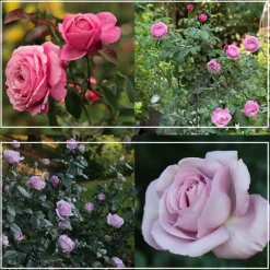 Parisian Cutting Garden>Heirloom Roses New