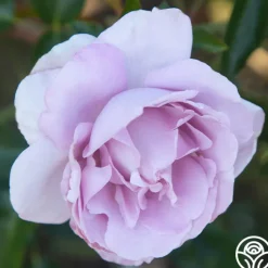 Parisian Cutting Garden>Heirloom Roses New
