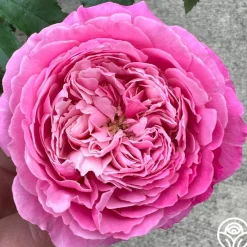 Parisian Cutting Garden><noscript><img width=