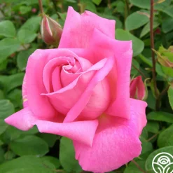Park Wilhelmshohe>Heirloom Roses Sale