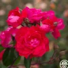 Party Hardy™>Heirloom Roses Online