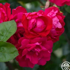 Party Hardy™>Heirloom Roses Online