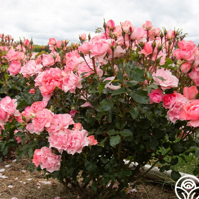 Passionate Kisses®>Heirloom Roses Clearance