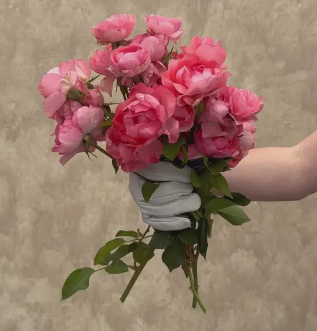 Passionate Kisses®>Heirloom Roses Clearance
