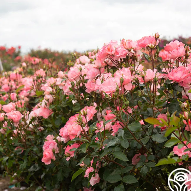 Passionate Kisses®>Heirloom Roses Clearance