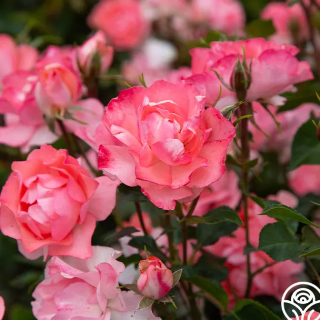 Passionate Kisses®>Heirloom Roses Clearance