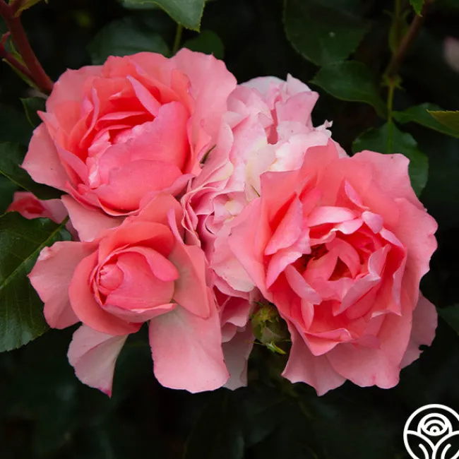 Passionate Kisses®>Heirloom Roses Clearance