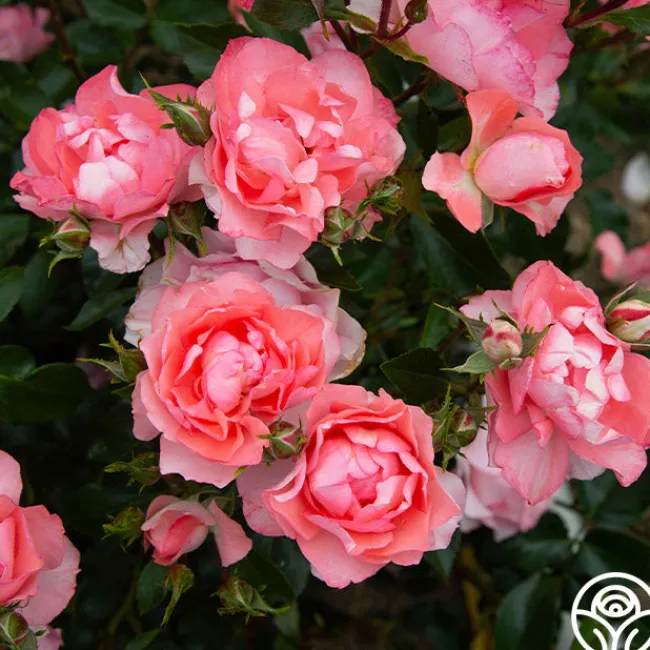 Passionate Kisses®>Heirloom Roses Clearance