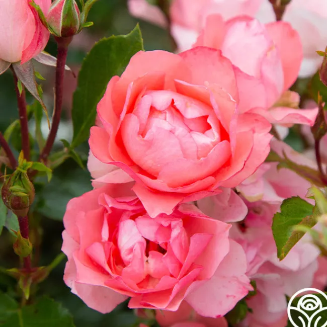 Passionate Kisses®>Heirloom Roses Clearance