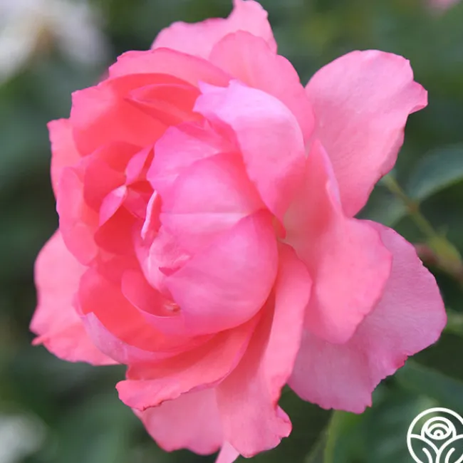 Passionate Kisses®>Heirloom Roses Clearance