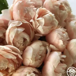 Pastelegance>Heirloom Roses Clearance
