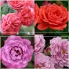 Patio Favorites Collection>Heirloom Roses Sale