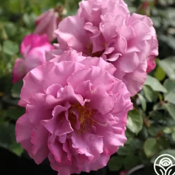 Patio Favorites Collection>Heirloom Roses Sale