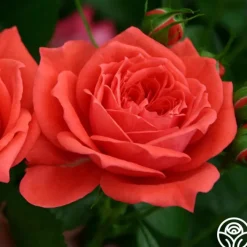 Patio Favorites Collection><noscript><img width=