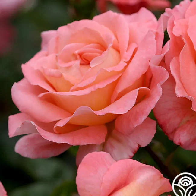 Paul Shirville>Heirloom Roses Best
