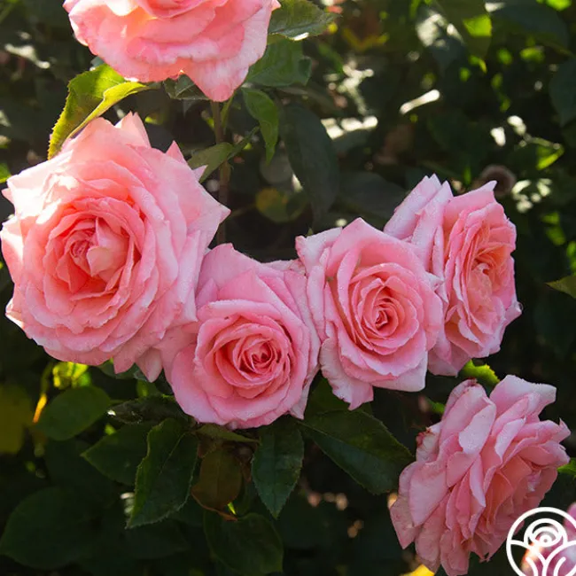 Paul Shirville>Heirloom Roses Best