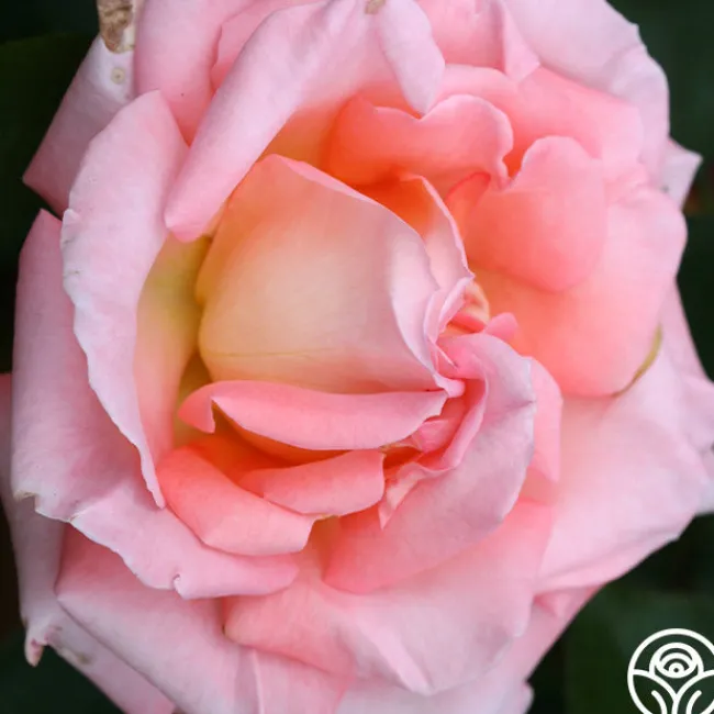 Paul Shirville>Heirloom Roses Best