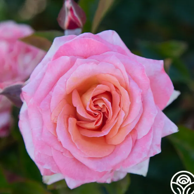 Paul Shirville>Heirloom Roses Best