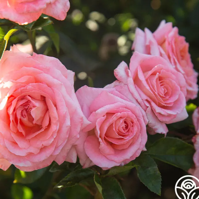 Paul Shirville>Heirloom Roses Best
