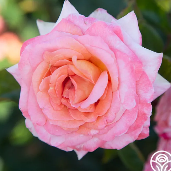 Paul Shirville>Heirloom Roses Best