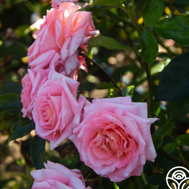 Paul Shirville>Heirloom Roses Best