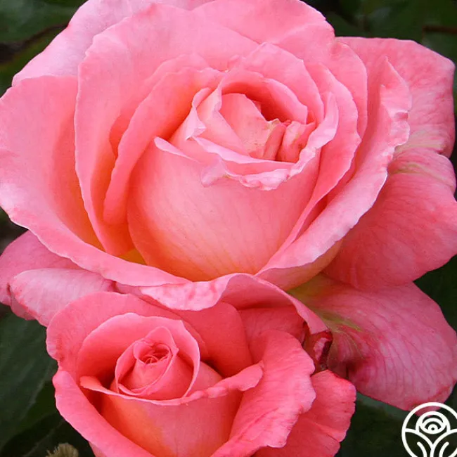 Paul Shirville>Heirloom Roses Best