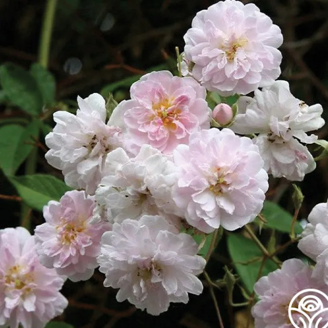 Paul's Himalayan Musk>Heirloom Roses Discount