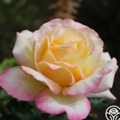 Peace><noscript><img width=